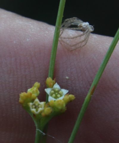 Thesium paniculatum, photographed by Tony Rebelo