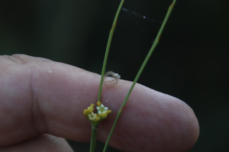 Thesium paniculatum, photographed by Tony Rebelo