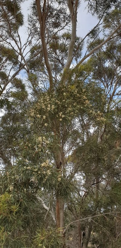 Eucalyptus cneorifolia, photographed by Andrew Thornhill