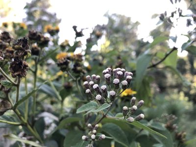 Chromolaena collina, photographed by Luis F. Ramírez