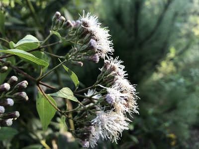 Chromolaena collina, photographed by Luis F. Ramírez
