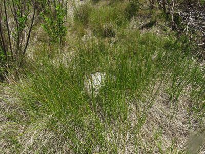 Cyperus denudatus, photographed by Jeremy Gilmore