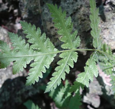 Tectaria membranacea, photographed by agujaceratops