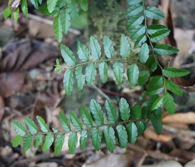 Ventilago elegans, photographed by agujaceratops