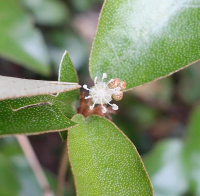 Croton cascarilloides, photographed by agujaceratops