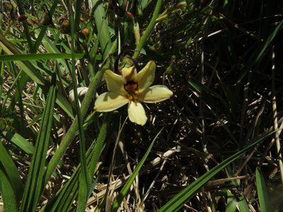 Wachendorfia brachyandra, photographed by Jeremy Gilmore