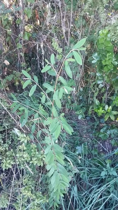 Euphorbia olowaluana, photographed by cwarneke