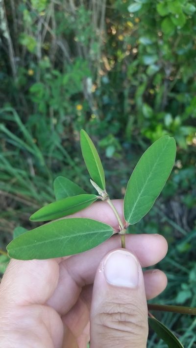Euphorbia olowaluana, photographed by cwarneke