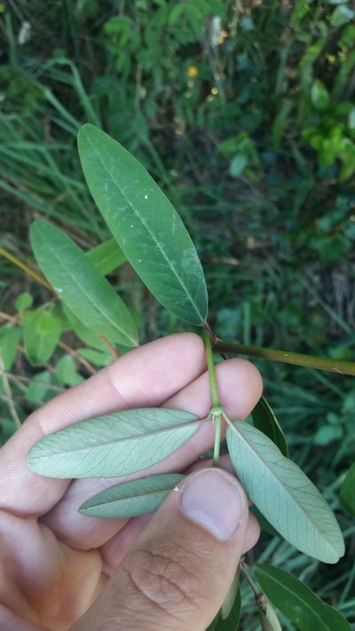 Euphorbia olowaluana, photographed by cwarneke