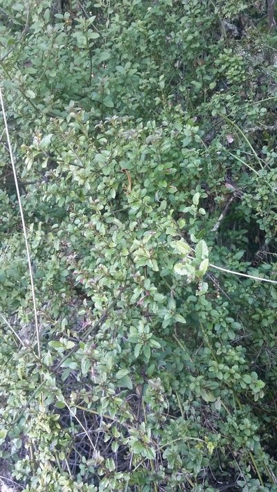 Stenogyne microphylla, photographed by cwarneke