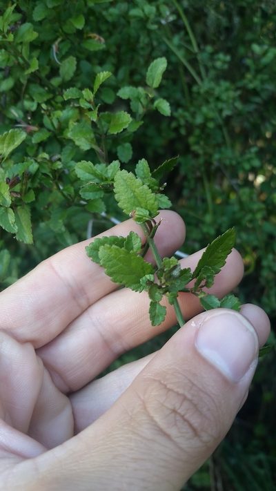 Stenogyne microphylla, photographed by cwarneke