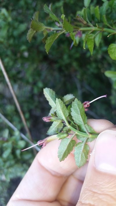 Stenogyne microphylla, photographed by cwarneke