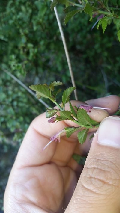 Stenogyne microphylla, photographed by cwarneke