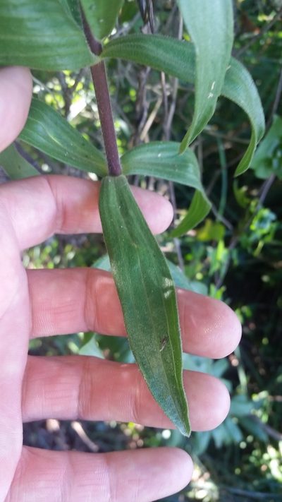 Dubautia arborea, photographed by cwarneke