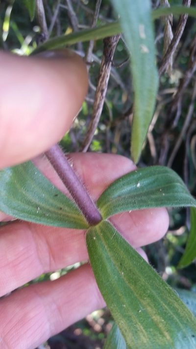 Dubautia arborea, photographed by cwarneke