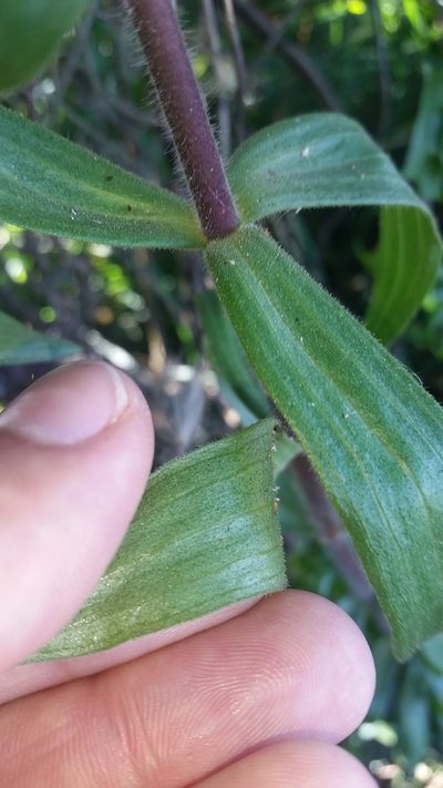 Dubautia arborea, photographed by cwarneke
