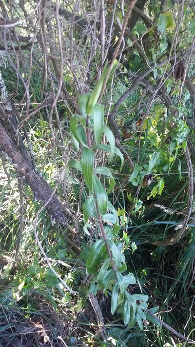 Dubautia arborea, photographed by cwarneke