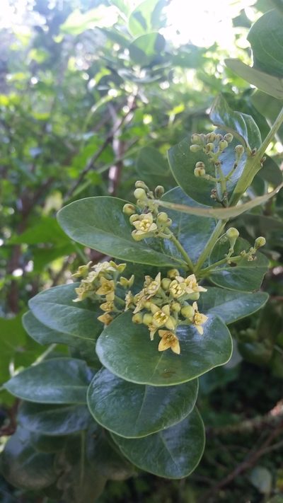 Santalum paniculatum, photographed by cwarneke