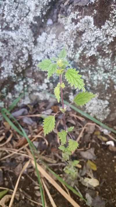 Hesperocnide sandwicensis, photographed by cwarneke