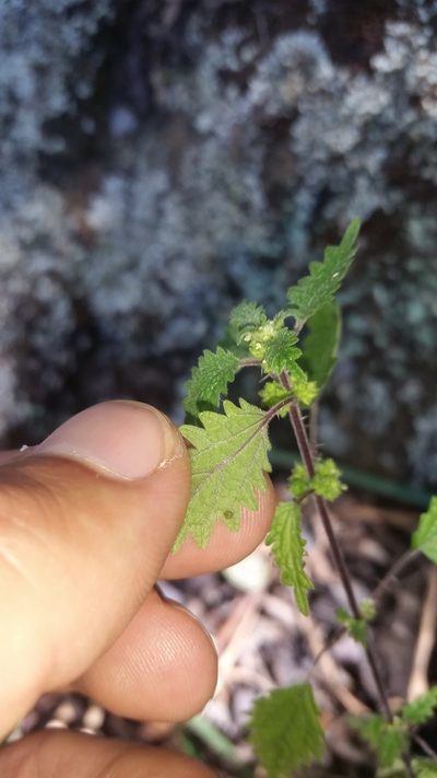 Hesperocnide sandwicensis, photographed by cwarneke