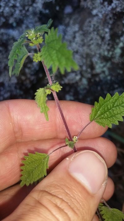 Hesperocnide sandwicensis, photographed by cwarneke