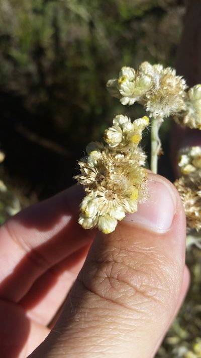 Pseudognaphalium sandwicensium, photographed by cwarneke