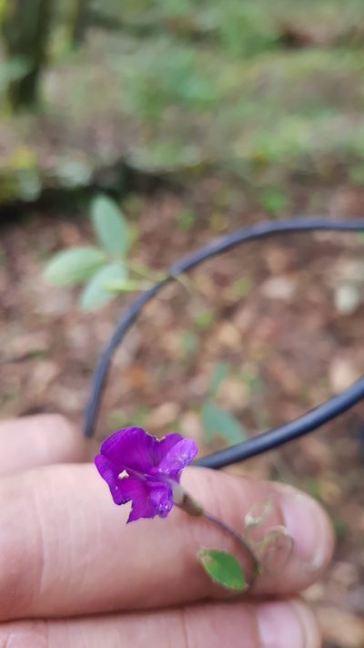 Cologania biloba, photographed by Eugenio Padilla