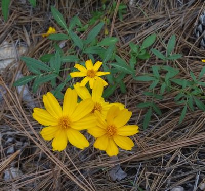 Tagetes lemmonii, photographed by Sandra Keller