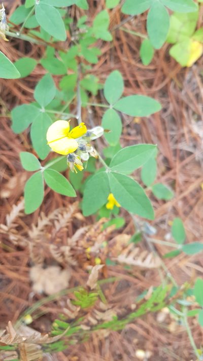 Crotalaria mollicula, photographed by Eugenio Padilla
