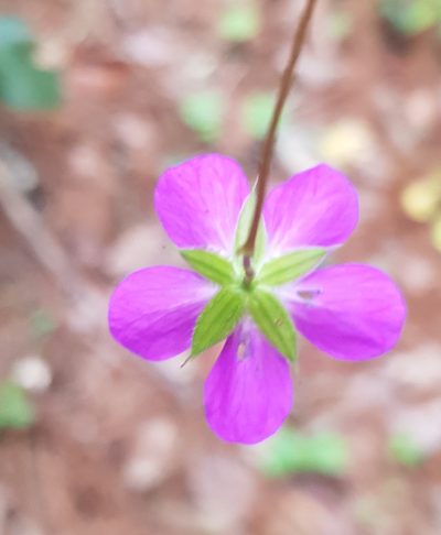 Geranium potentillifolium, photographed by Eugenio Padilla