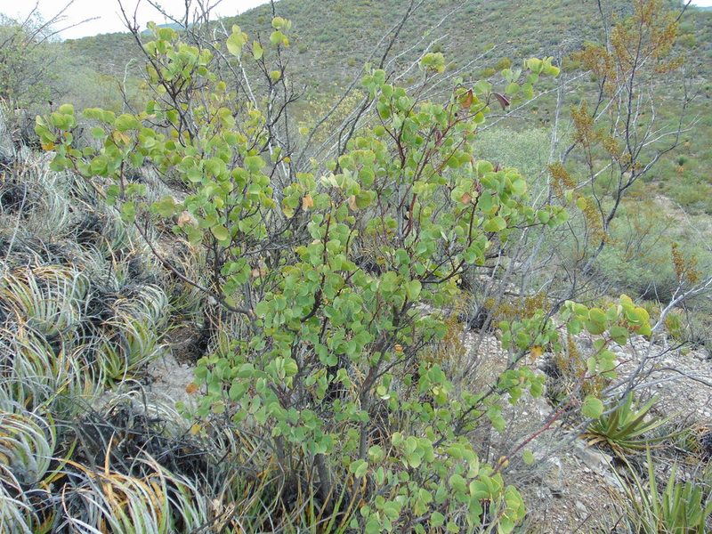 Senegalia crassifolia, photographed by Jose Antonio Aranda Pineda