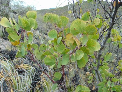 Senegalia crassifolia, photographed by Jose Antonio Aranda Pineda