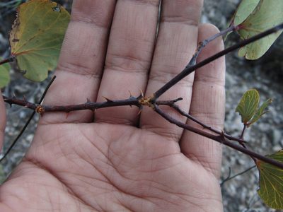 Senegalia crassifolia, photographed by Jose Antonio Aranda Pineda