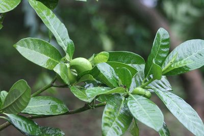 Tabernaemontana alba, photographed by Obed Palagot Echavarria