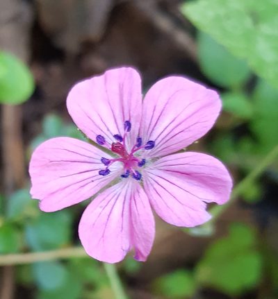 Geranium oaxacanum, photographed by Eugenio Padilla