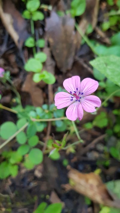 Geranium oaxacanum, photographed by Eugenio Padilla