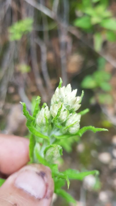 Pseudognaphalium chartaceum, photographed by Eugenio Padilla