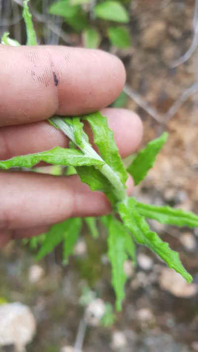Pseudognaphalium chartaceum, photographed by Eugenio Padilla