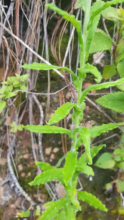 Pseudognaphalium chartaceum, photographed by Eugenio Padilla