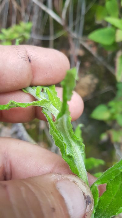 Pseudognaphalium chartaceum, photographed by Eugenio Padilla
