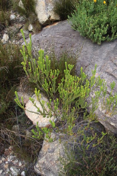 Erica phillipsii, photographed by Tony Rebelo