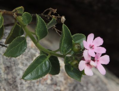 Teedia pubescens, photographed by Tony Rebelo
