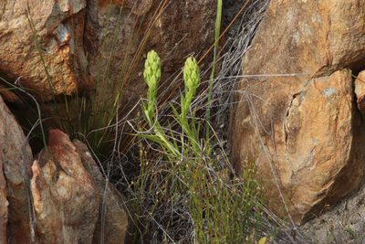 Ceratandra atrata, photographed by Tony Rebelo