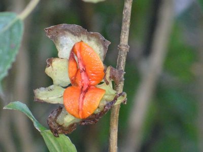 Drymonia serrulata, photographed by Carlos Ruiz