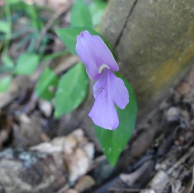 Dicliptera tinctoria, photographed by agujaceratops