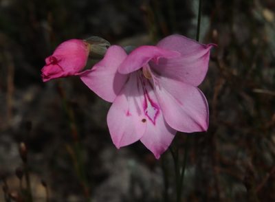 Gladiolus inflatus, photographed by Tony Rebelo