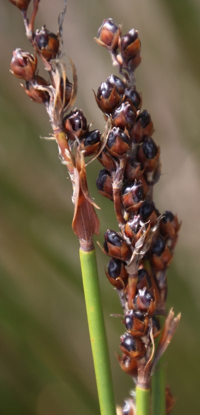 Askidiosperma andreaeanum, photographed by Tony Rebelo
