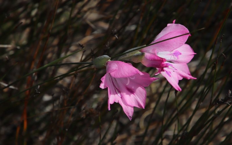 Gladiolus inflatus, photographed by Tony Rebelo