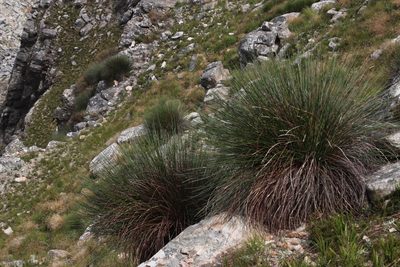 Askidiosperma andreaeanum, photographed by Tony Rebelo