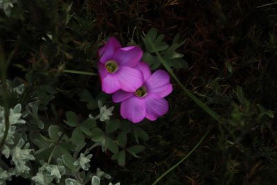 Oxalis heterophylla, photographed by Tony Rebelo